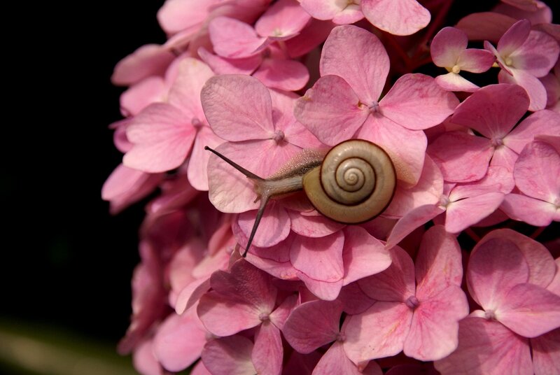Snail on Pink Flower — Serene