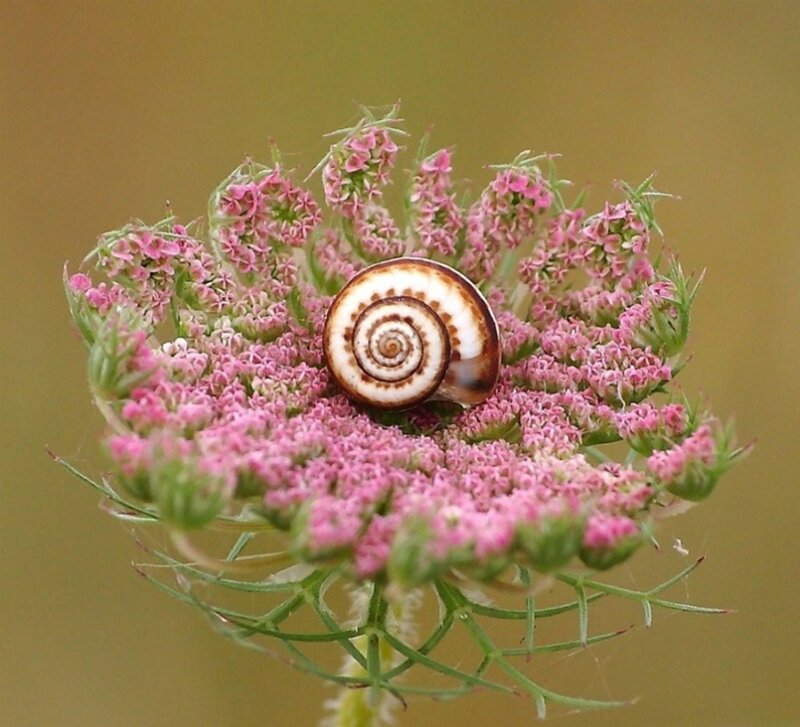 Snail on Pink Flower