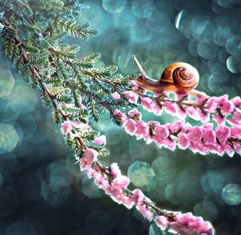 Snail on Pink Flowers — Serene