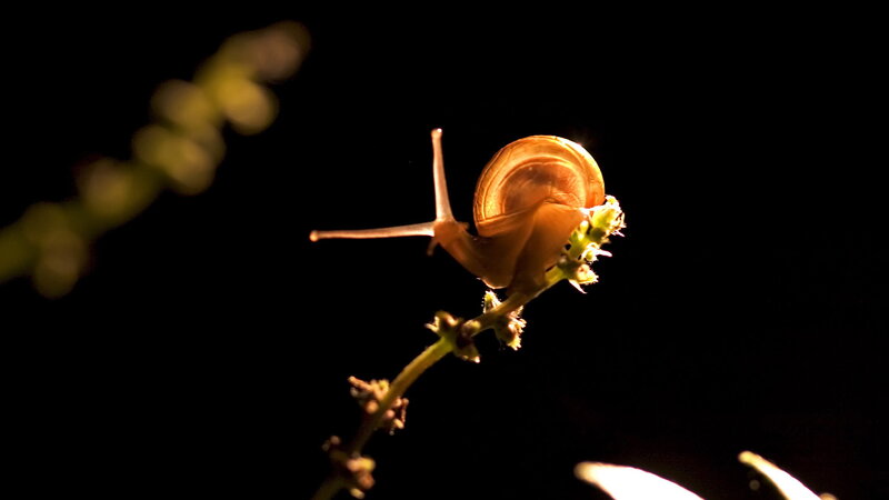 Snail on Plant Stem — Black