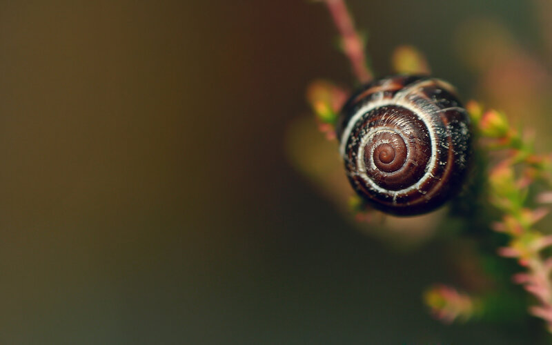 Snail on Plant Stem — Brown