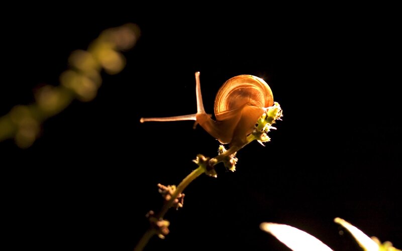 Snail on Plant Stem