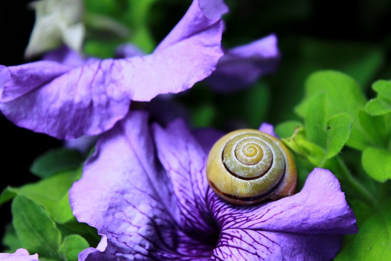 snail on purple flower