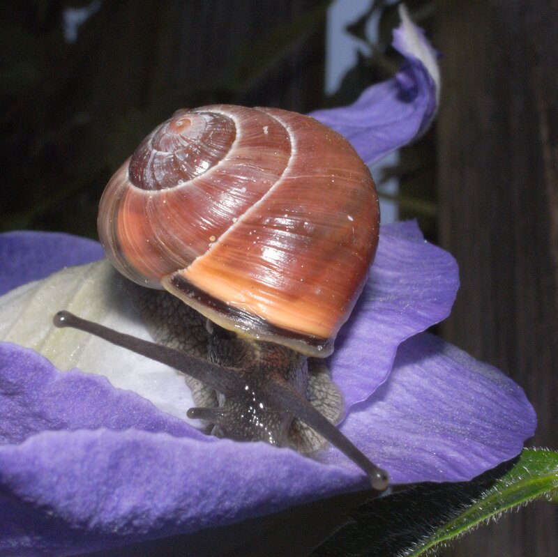 snail on purple flower