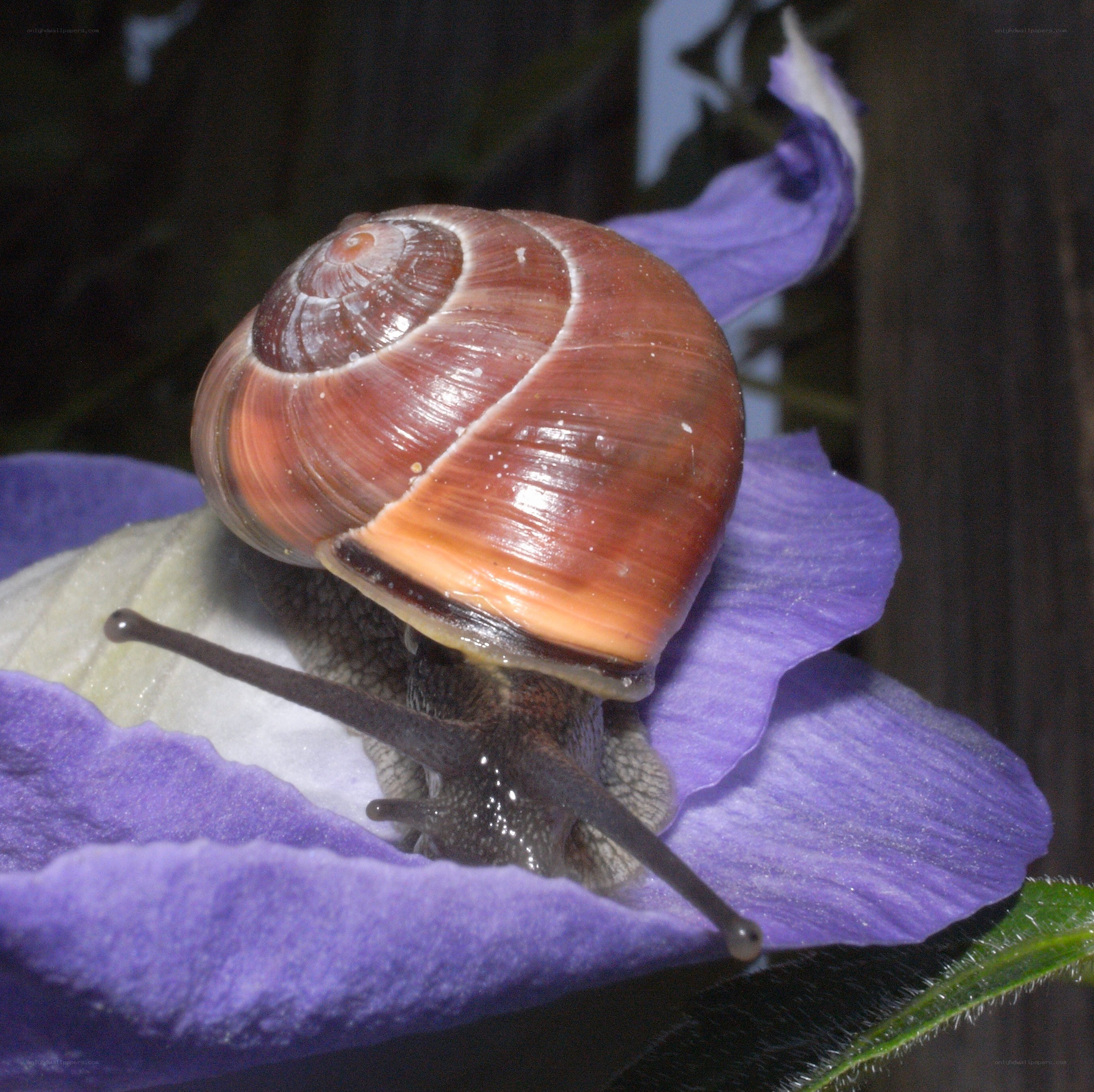 snail on purple flower