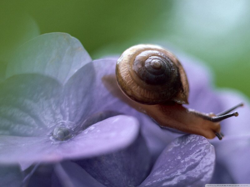 Snail on Purple Flower — Calm, Photograph