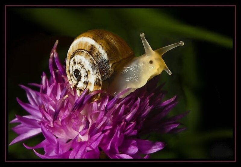 Snail on Purple Flower — Calm