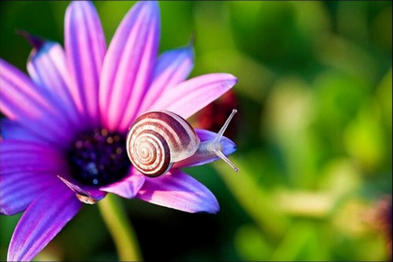 Snail on Purple Flower — Serene