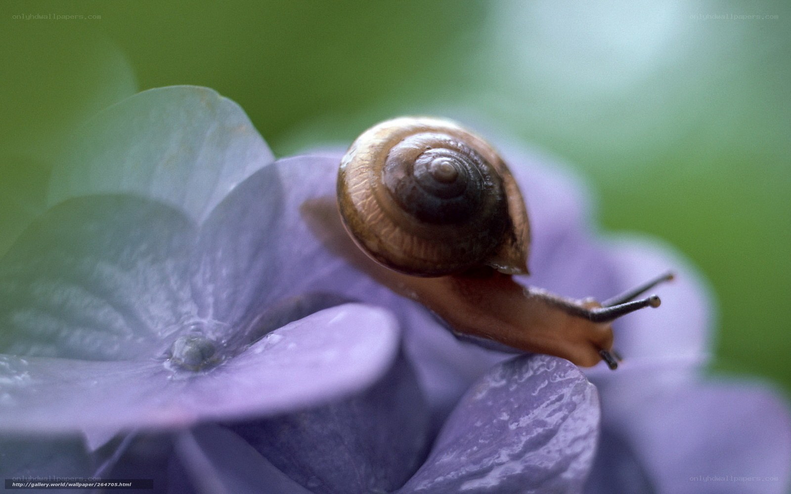 snail on purple flower