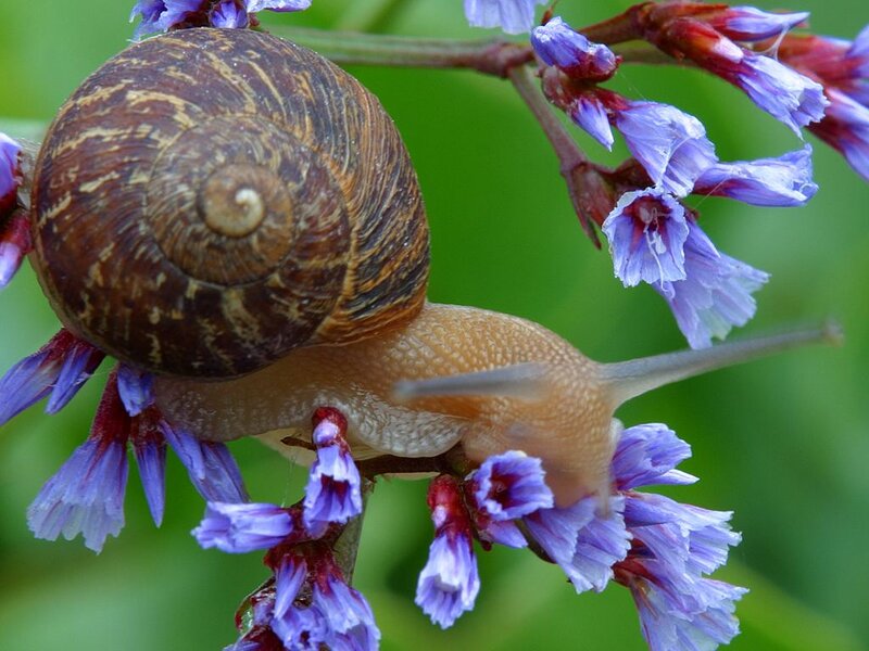 Snail on Purple Flowers — Calm, Spring