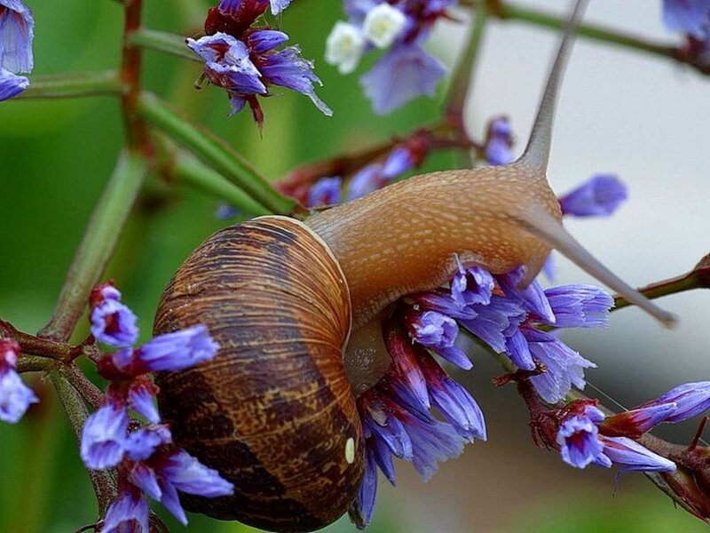 Snail on Purple Flowers — Calm