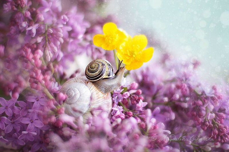 Snail on Purple Flowers — Serene