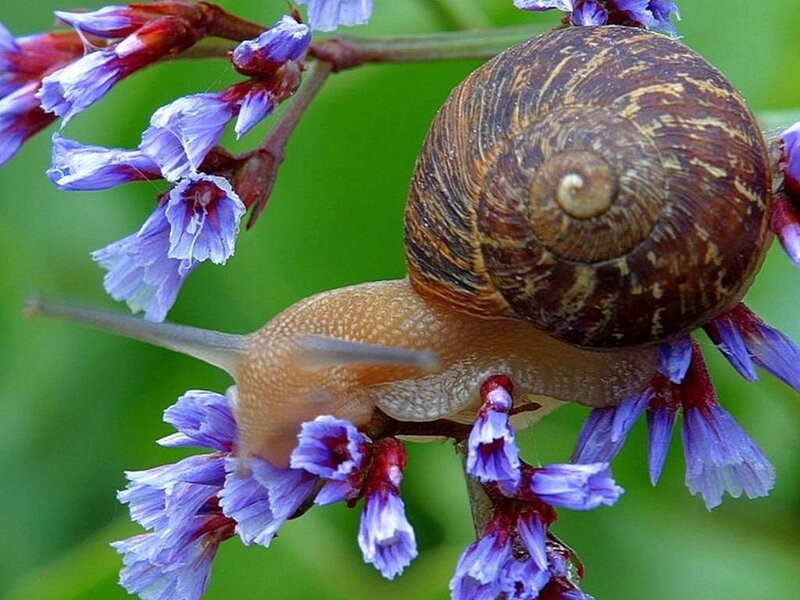 Snail on Purple Flowers
