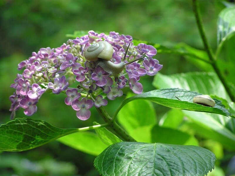 Snail on purple hydrangea flower