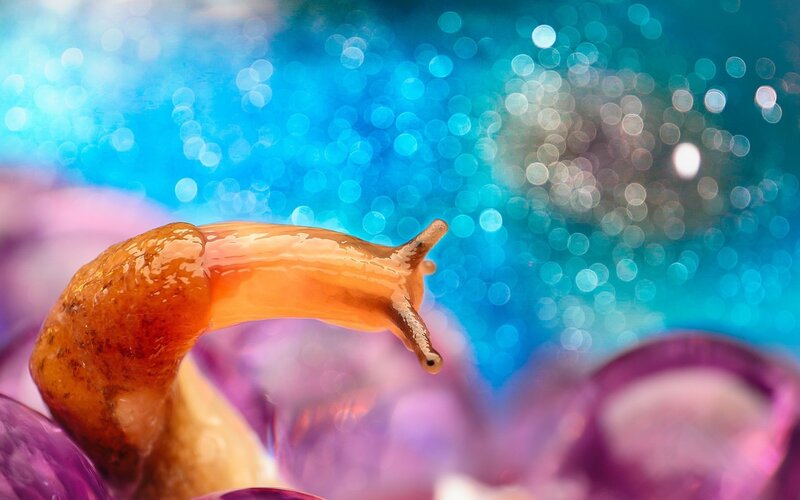 Snail on Purple Surface
