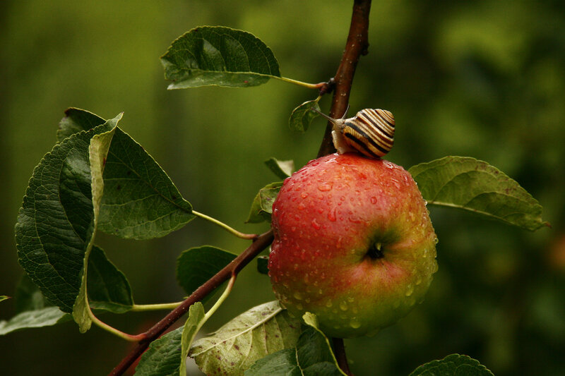 Snail on Red Apple