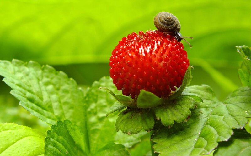 Snail on Red Berry — Serene