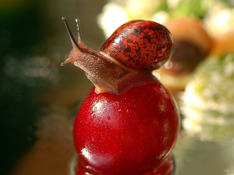 Snail on Red Berry