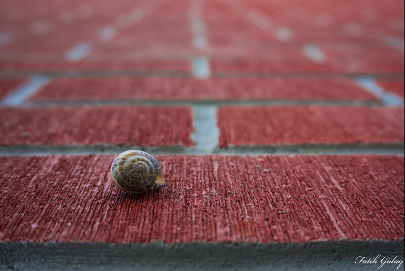 Snail on Red Brick