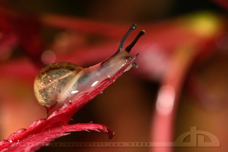 Snail on Red Leaf — Calm