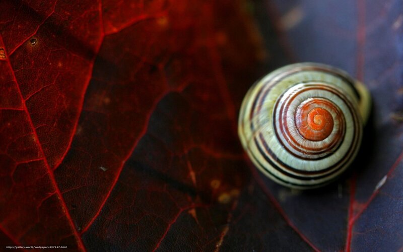 Snail on Red Leaf — Dramatic, Autumn