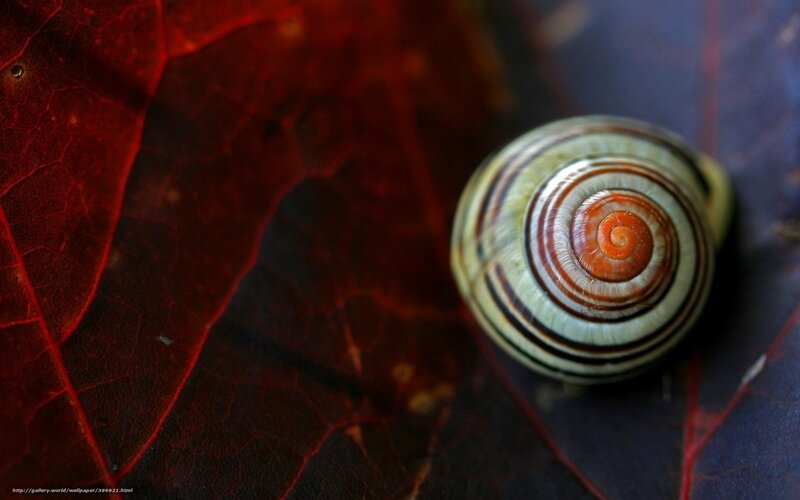 Snail on Red Leaf — Dramatic
