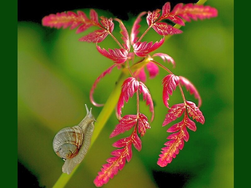 snail on red leaf plant
