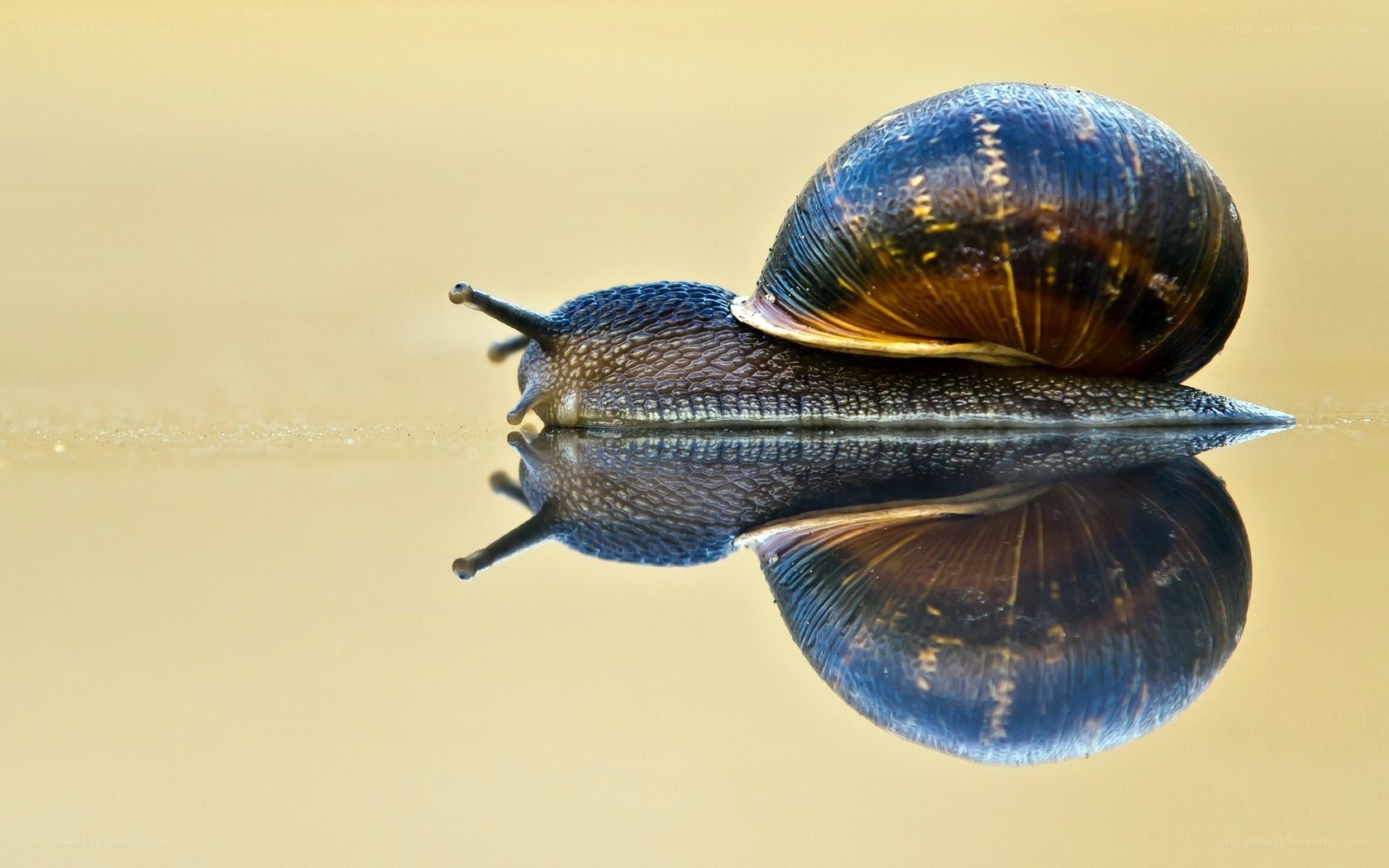 snail on reflective surface