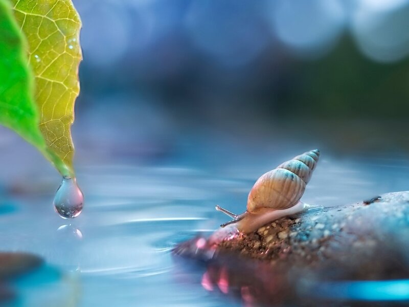 Snail on Rock — Blue, Serene