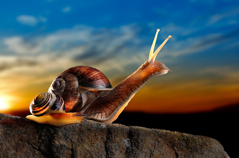 Snail on Rock — Blue