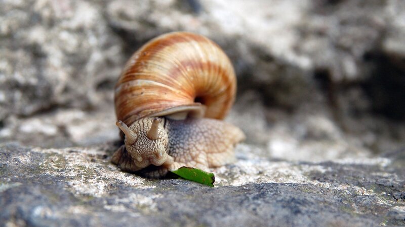 Snail on Rock — Brown, Calm, Photograph, Leaf
