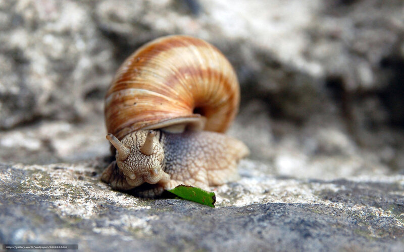 Snail on Rock — Brown