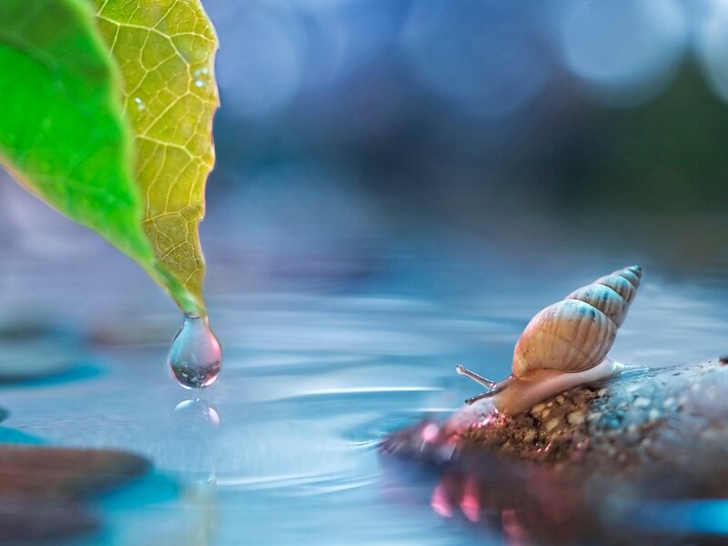 Snail on Rock — Green