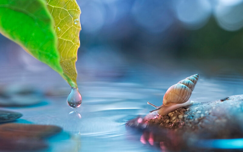 Snail on Rock Near Water