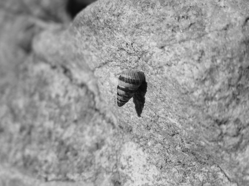 Snail on Rock