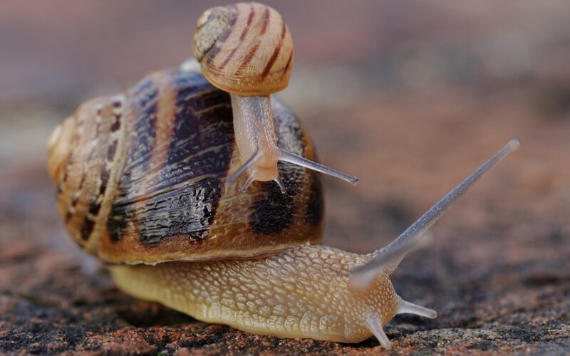 Snail on Snail