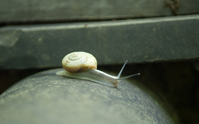 Snail on Stone Surface