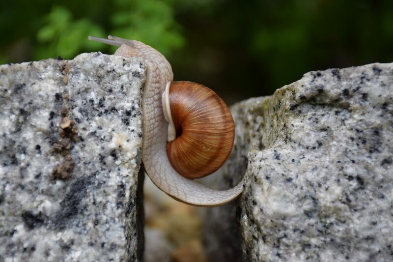Snail on Stone Wall