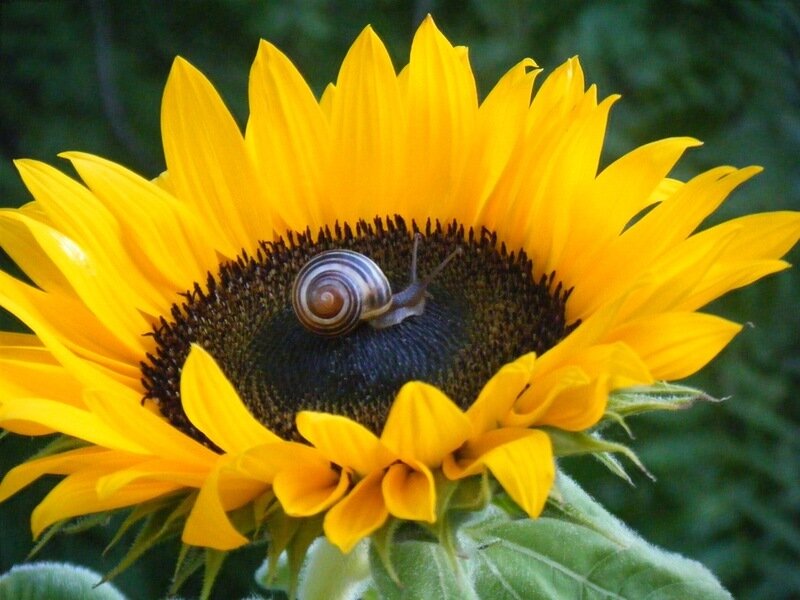Snail on Sunflower