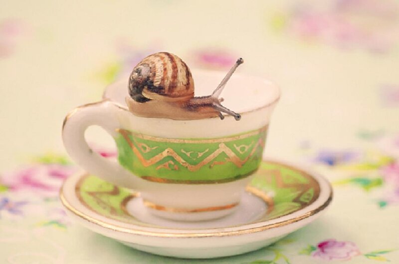Snail on Teacup