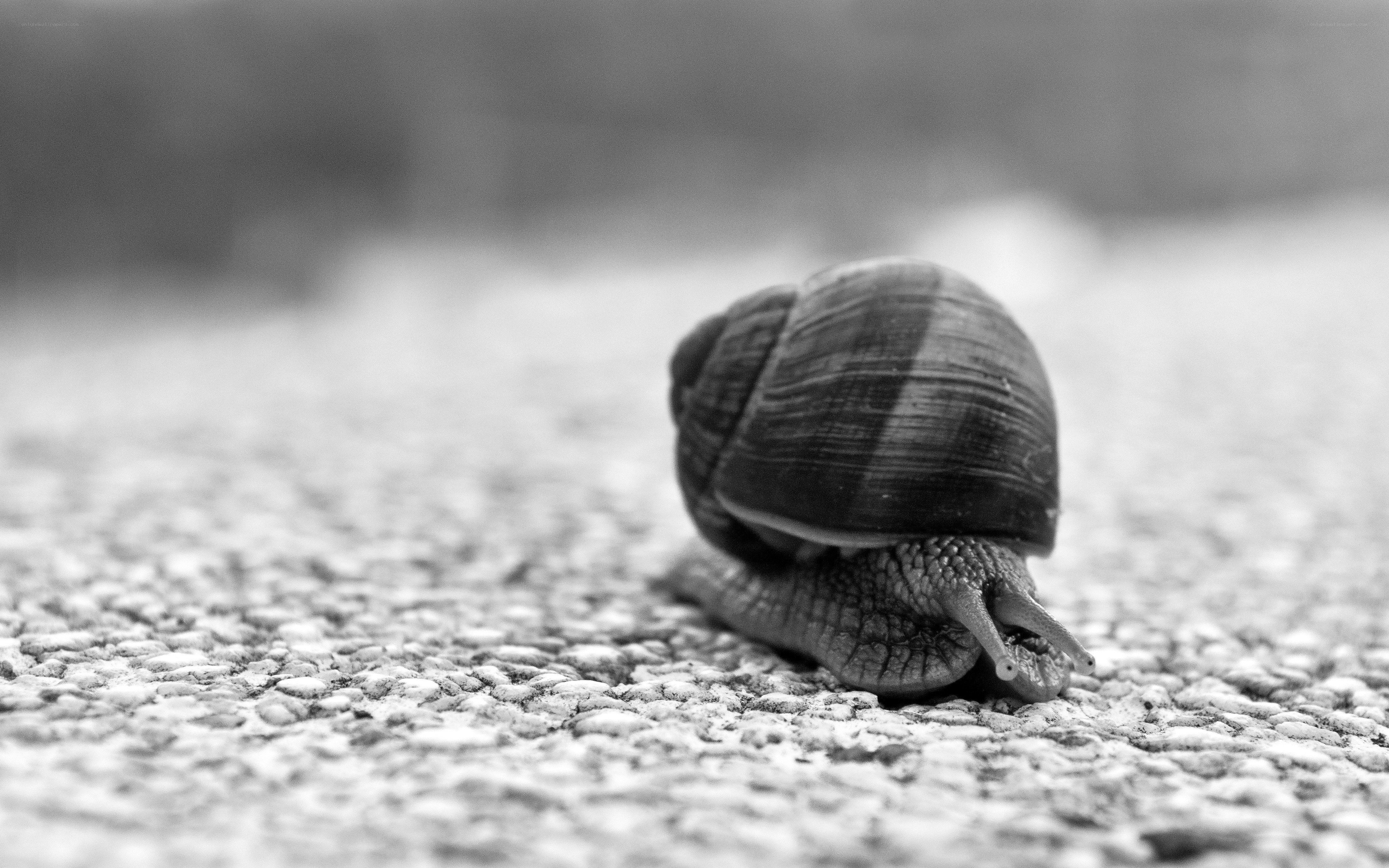 snail on textured surface