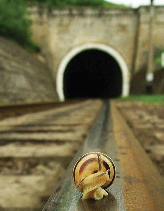 Snail on Train Track — Brown, Calm