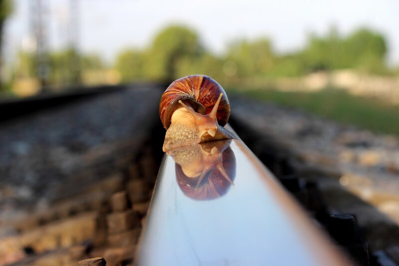 Snail on Train Track