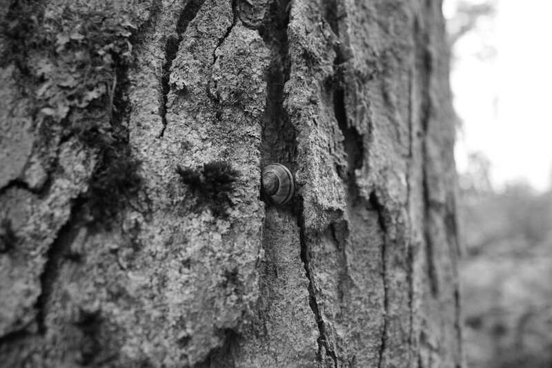 Snail on Tree Bark — Black