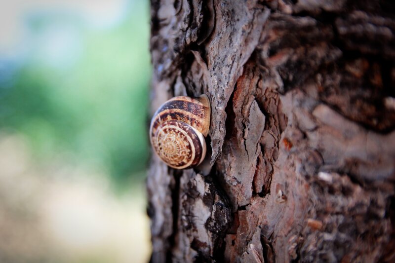 Snail on Tree Bark — Brown