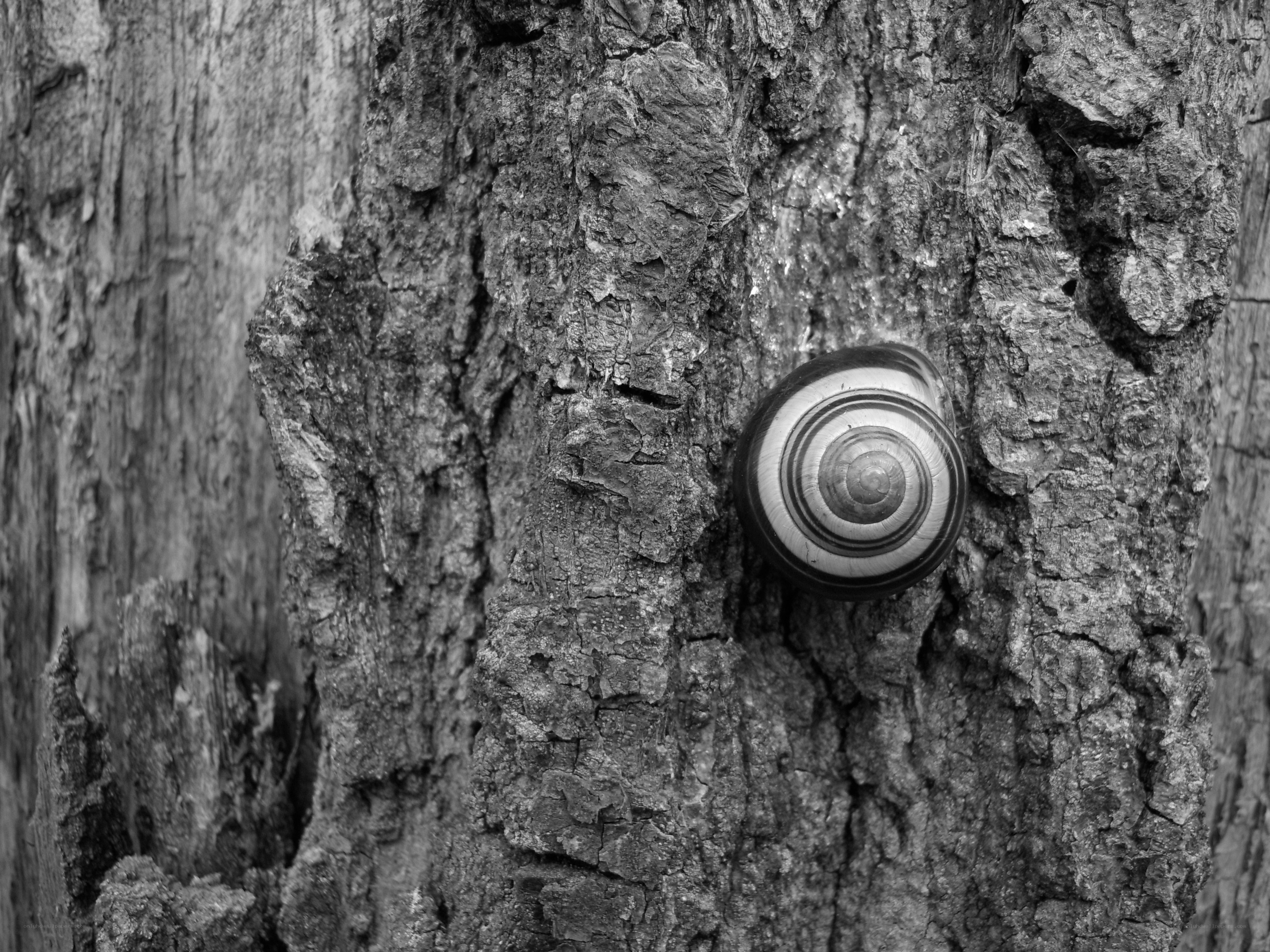 snail on tree bark