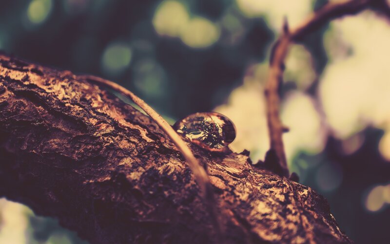 Snail on Tree Branch — Brown