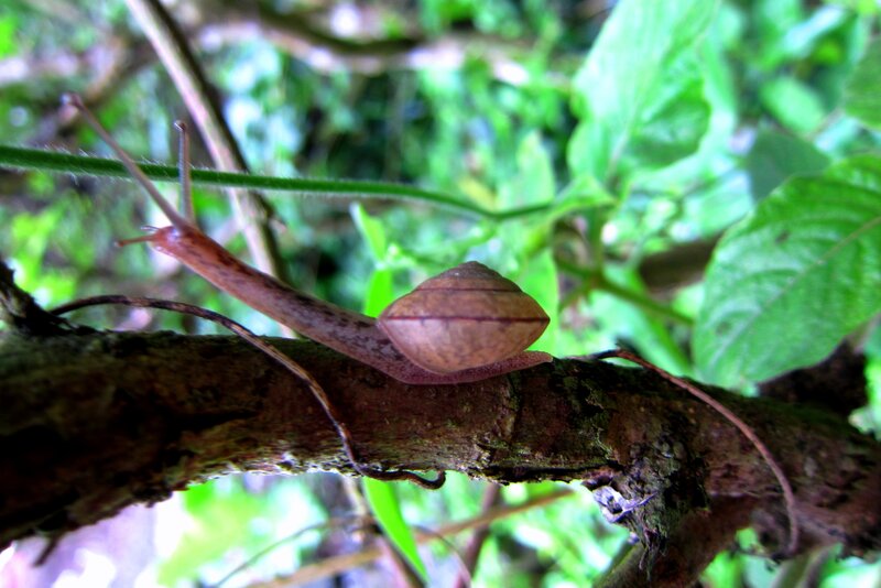 Snail on Tree Branch — Green