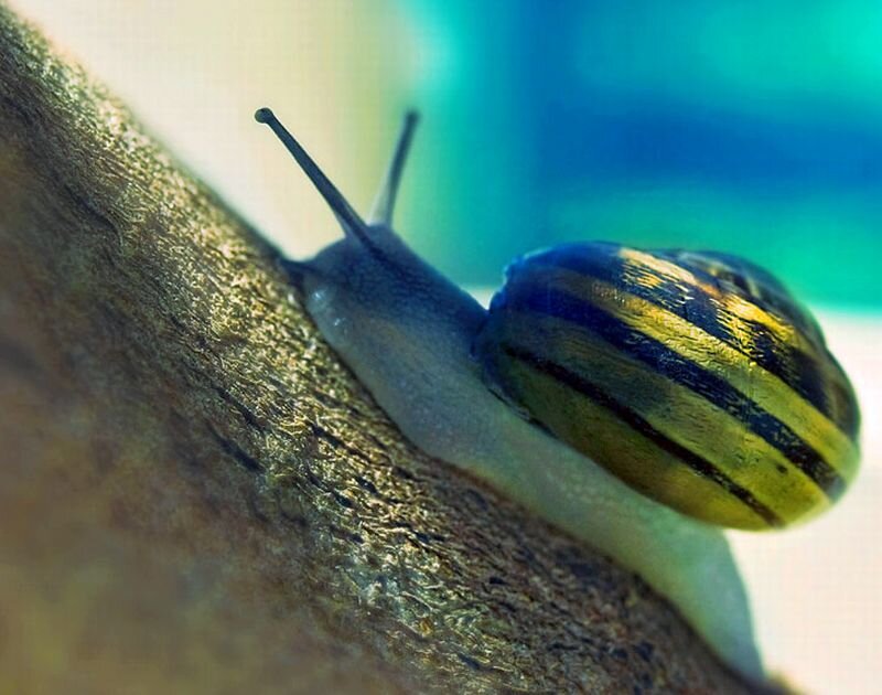 Snail on Tree Branch