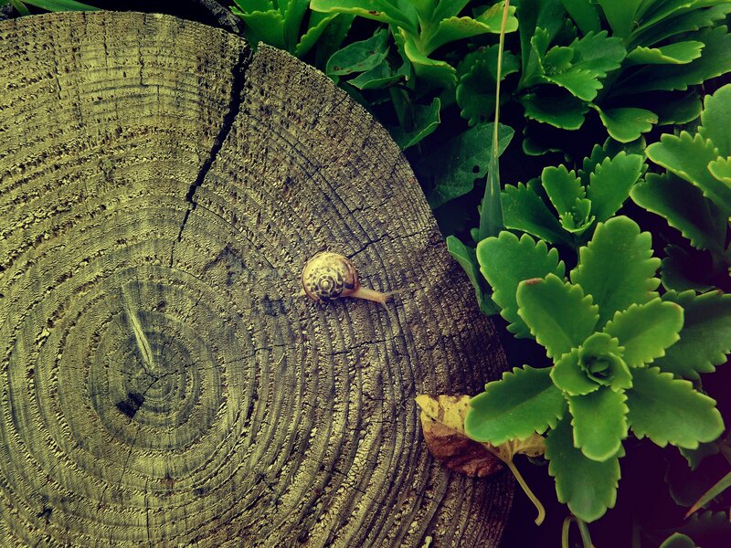 Snail on Tree Stump